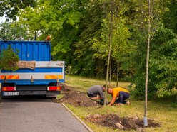 Wojska Polskiego w Łodzi jeszcze bardziej zielona! Przybyło 300 nowych drzew