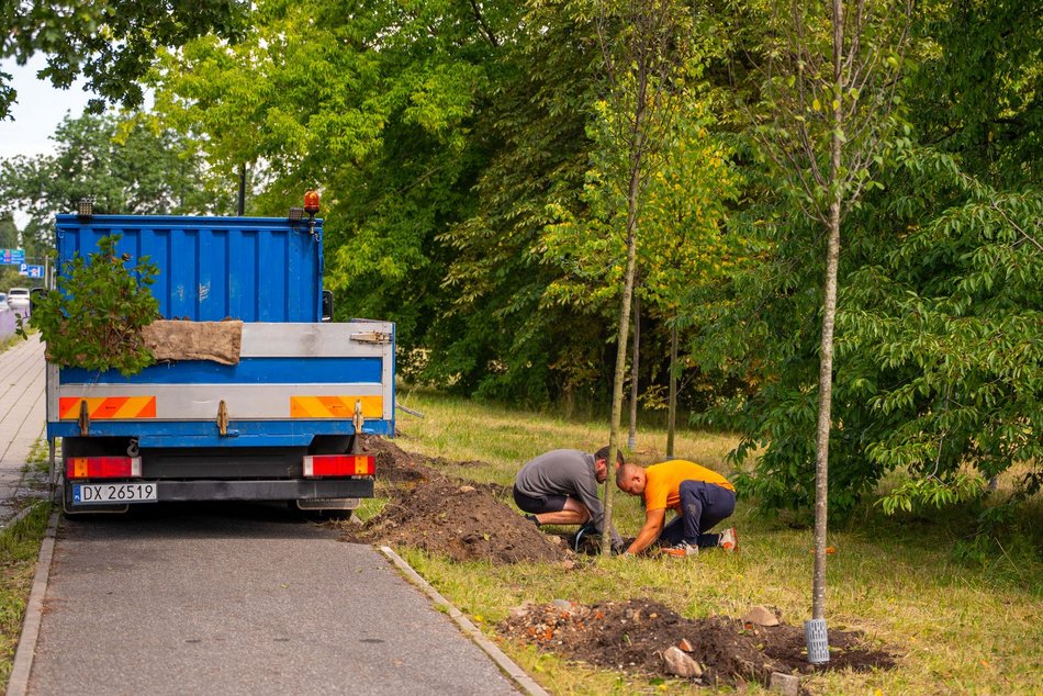 Wojska Polskiego w Łodzi jeszcze bardziej zielona! Przybyło 300 nowych drzew