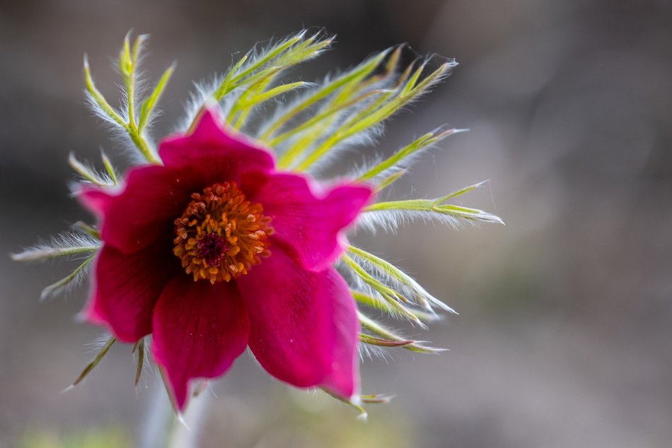 Wiosenny Ogród Botaniczny w Łodzi. Spacer wśród budzącej się do życia przyrody