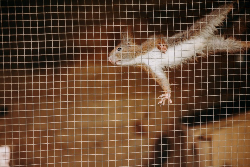 Łódź. Ośrodek Rehabilitacji Dzikich Zwierząt działa pełną parą. Ponad 1000 zwierząt w 2025 roku