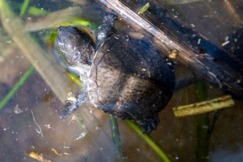 Wielki powrót żółwi błotnych! Orientarium Zoo Łódź z innowacyjnym programem reintrodukcji