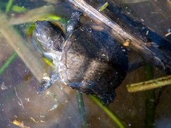 Wielki powrót żółwi błotnych! Orientarium Zoo Łódź z innowacyjnym programem reintrodukcji