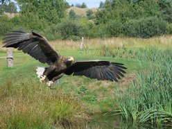 Łódź. Orzeł bielik