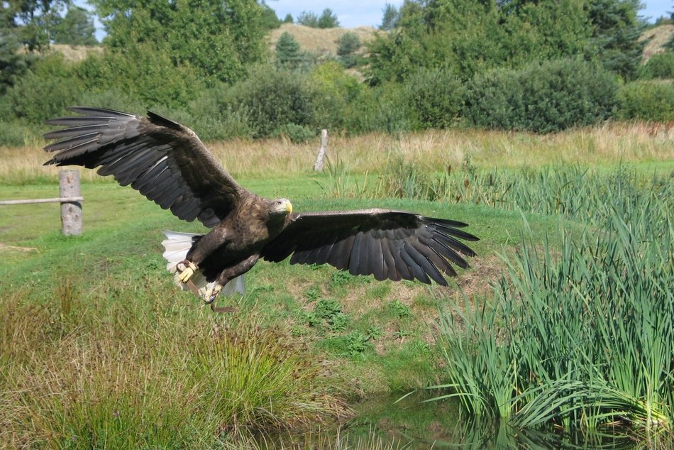 Łódź. Orzeł bielik