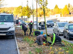 Łódź. Niemal 100 nowych drzew na Retkini w Łodzi. Już cieszą oczy mieszkańców