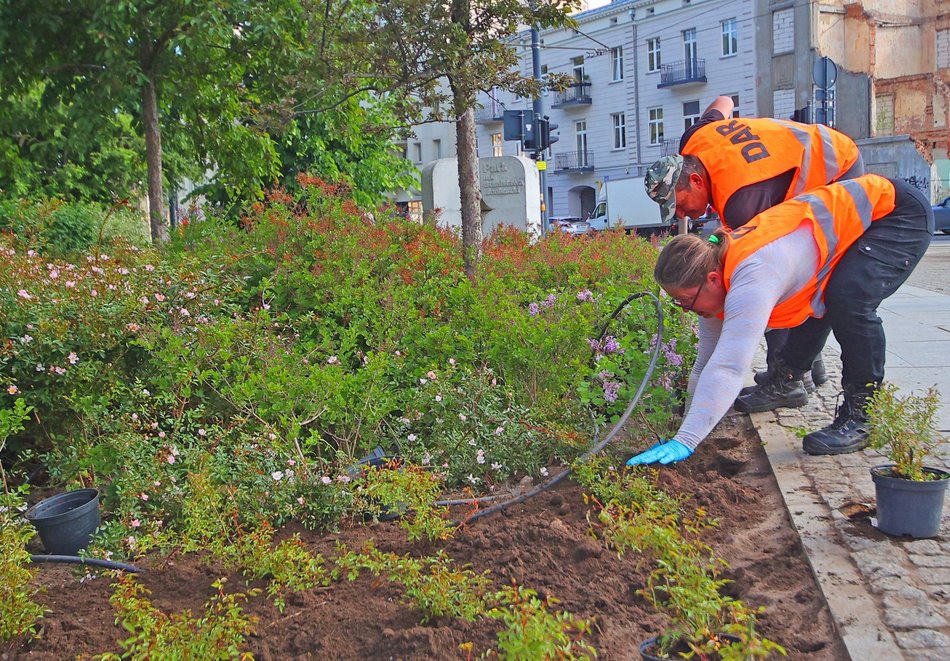 Łódź. Kolorowy bez opanował Park Moniuszki w Łodzi! Szykuje się fioletowo-biała wiosna!