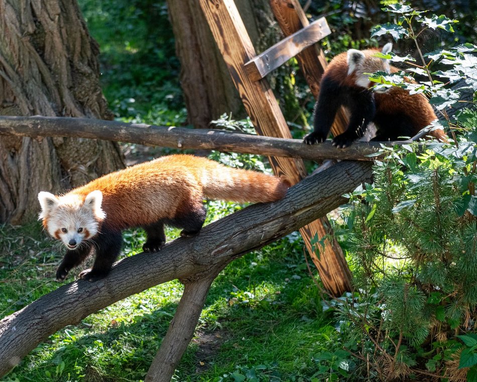 Dzień pandy małej w Orientarium Zoo Łódź