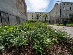 Woonerf i pasaże przy Mielczarskiego pełne zieleni