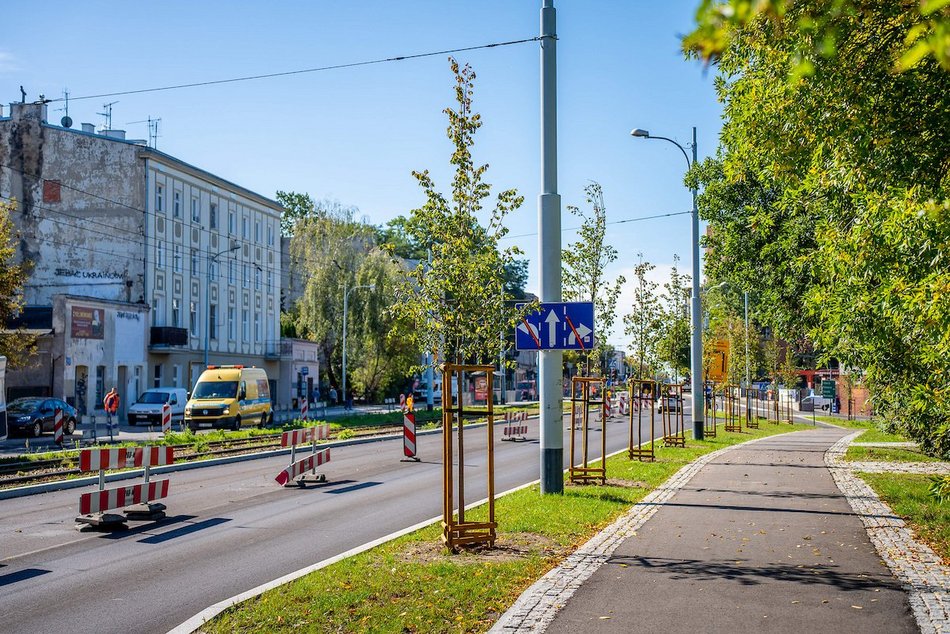 Łódź. Prawie 100 nowych drzew w Łodzi! Jesiony, lipy pojawiły się w centrum miasta