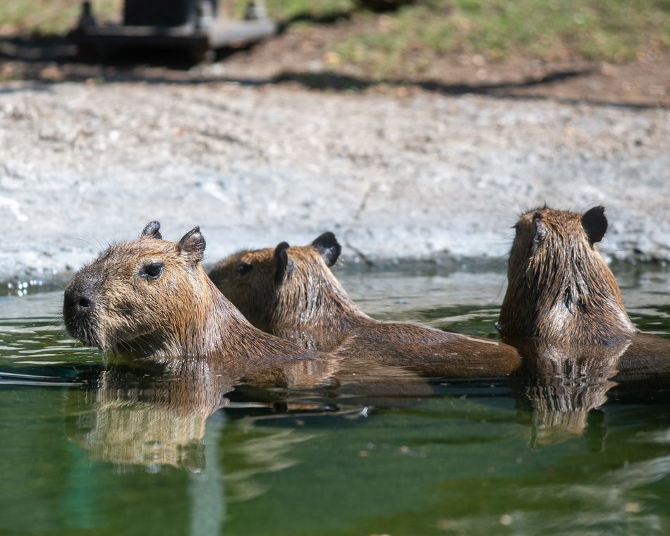 Dzień Kapibary w Orientarium Zoo Łódź