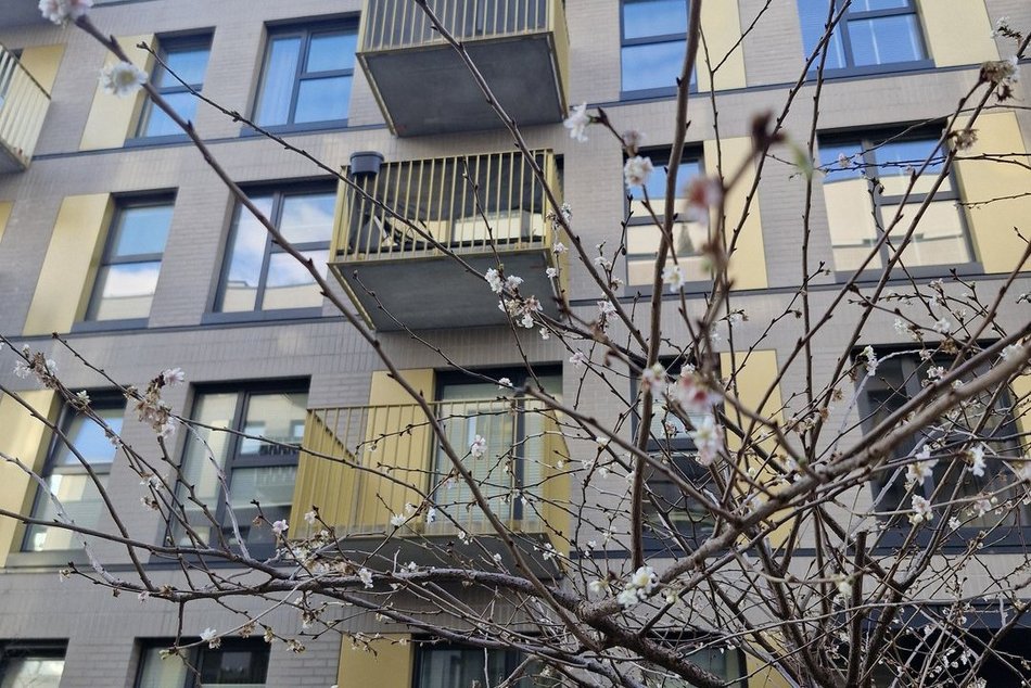 Łódź. Na osiedlu Fuzja kwitną już drzewa