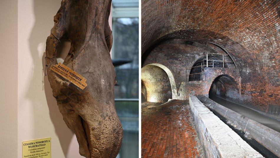 Łódź. Mamut, prażubr i nosorożec włochaty. Niezwykłe odkrycia w kanałach w Łodzi