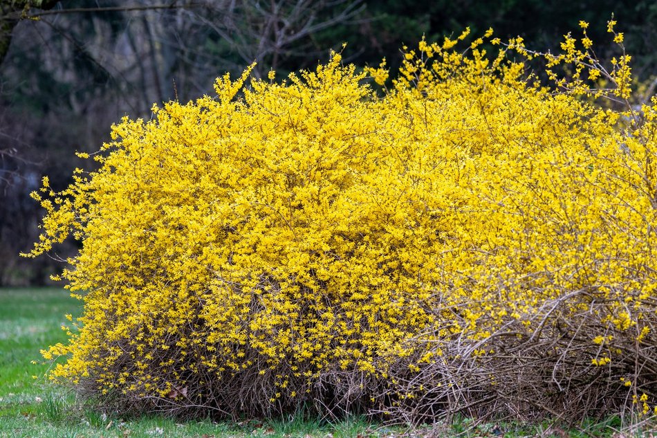 Wiosenny Ogród Botaniczny w Łodzi. Spacer wśród budzącej się do życia przyrody