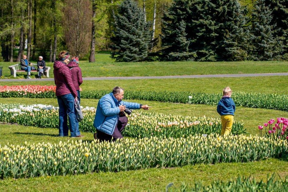 Łódź. Tysiące tulipanów w Ogrodzie Botanicznym w Łodzi. Przyjdź i zobacz je na własne oczy!