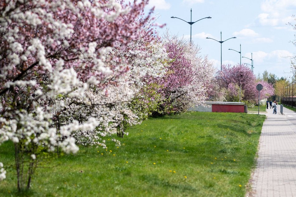 Łódź. Biało-różowy zawrót głowy na Rokicińskiej w Łodzi. Kwitnąca przyroda wygląda, jak z bajki!