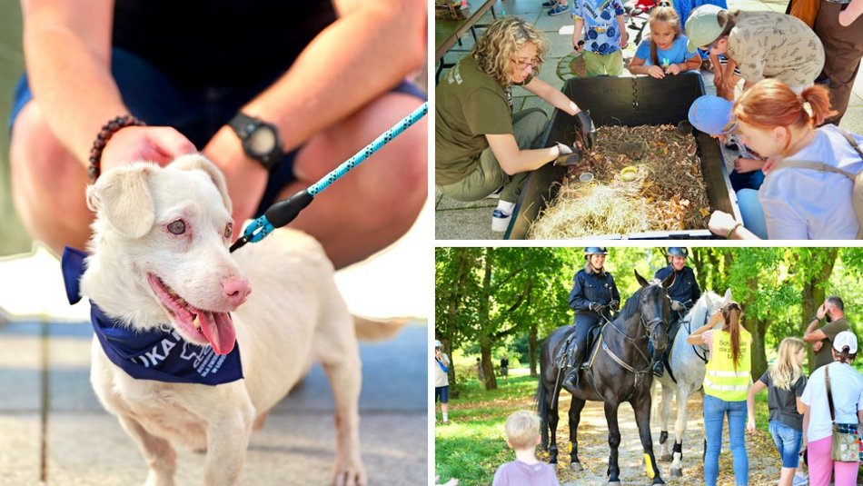 Łódź. Światowy Dzień Zwierząt na Starym Rynku w Łodzi. Psy, konie, a nawet... jerze!