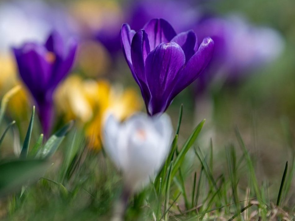 Łódź. Żonkile i krokusy opanowały Piłsudskiego. Wiosna w Łodzi w najpiękniejszym wydaniu