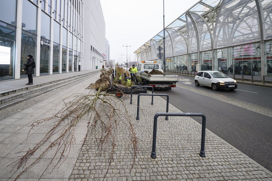 Wiśnie kanzan przy hotelu Hilton w Łodzi