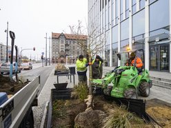 Wiśnie kanzan przy hotelu Hilton w Łodzi