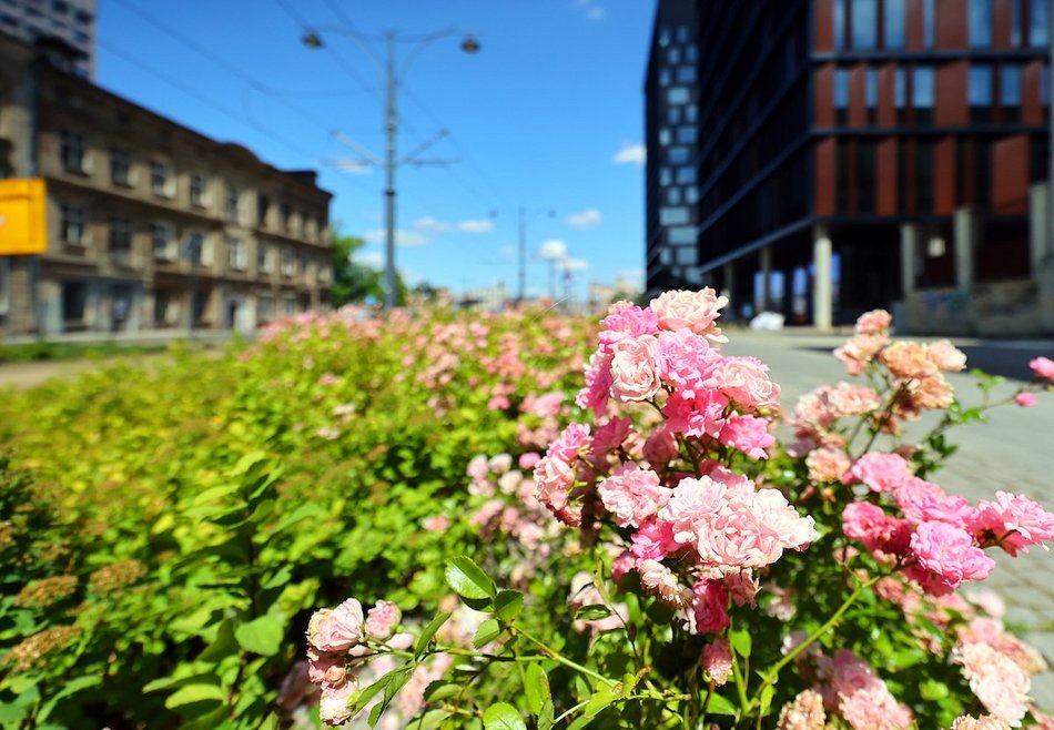 Łódź. Zieleń przy Bramie Miasta w Łodzi. Chwila oddechu w samym centrum