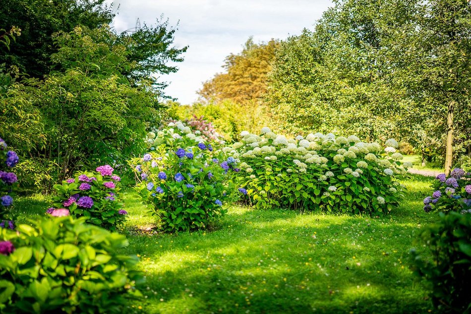 Łódź. Hortensje opanowały Ogród Botaniczny w Łodzi! To prawdziwa feeria barw