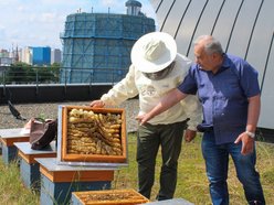 Łódź. Bez nich nie ma życia. Łódź dba o pszczoły nie tylko w Światowy Dzień Pszczół