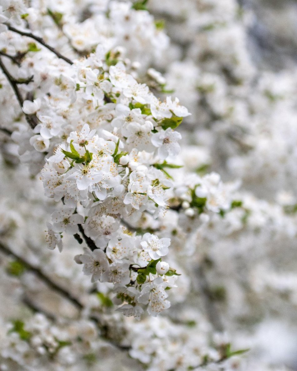 Setki nowych drzew i morze kwiatów w Łodzi. Na których osiedlach pojawią się nasadzenia?