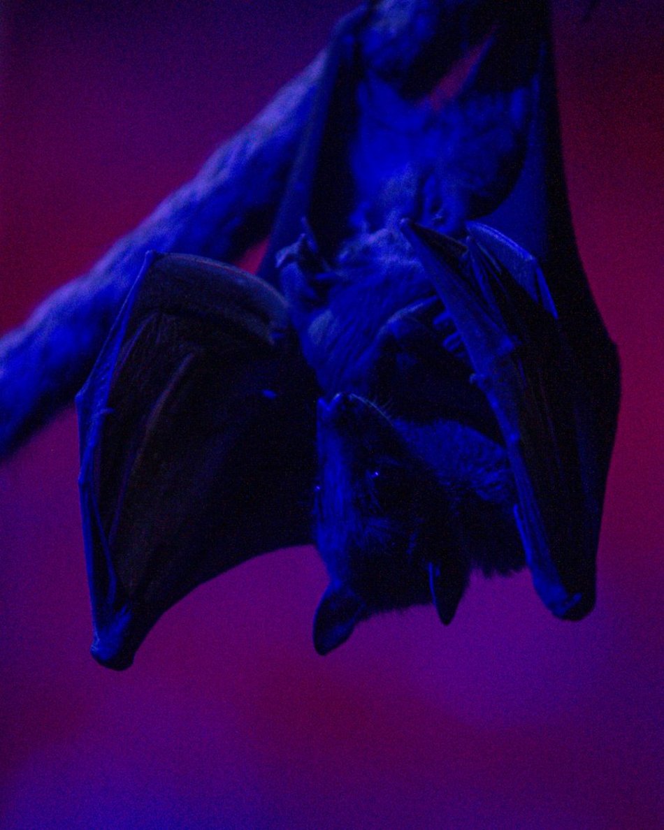 zwierzęta w Orientarium Zoo Łódź