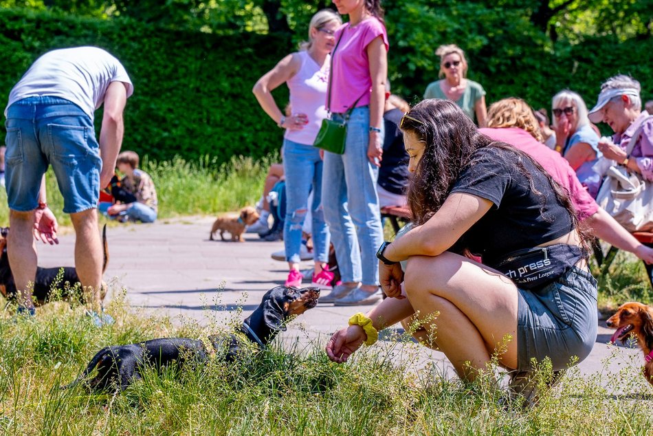 Jamnikówka w parku Poniatowskiego