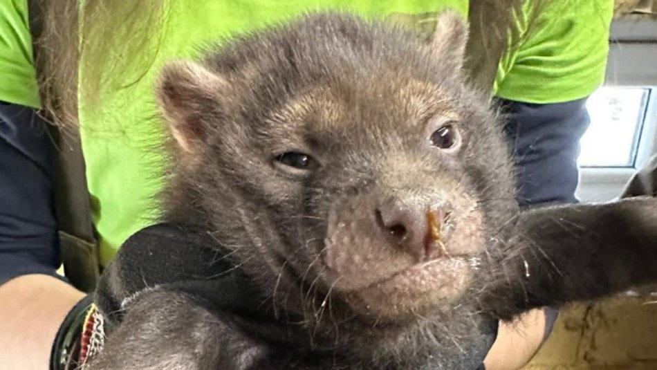 Łódź. Pies leśny