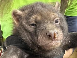 Łódź. Pies leśny