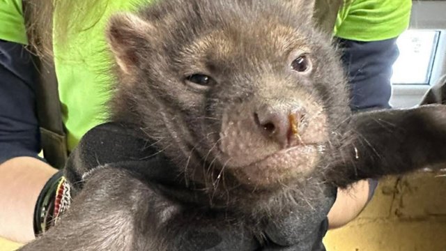 Baby boom w Orientarium Zoo Łódź! Na świat przyszły trzy psy leśne! [ZDJĘCIA]