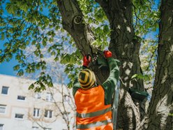 Łódź. Łódź ratuje kasztanowce. Aż 1000 pułapek na szrotówka na ulicach miasta