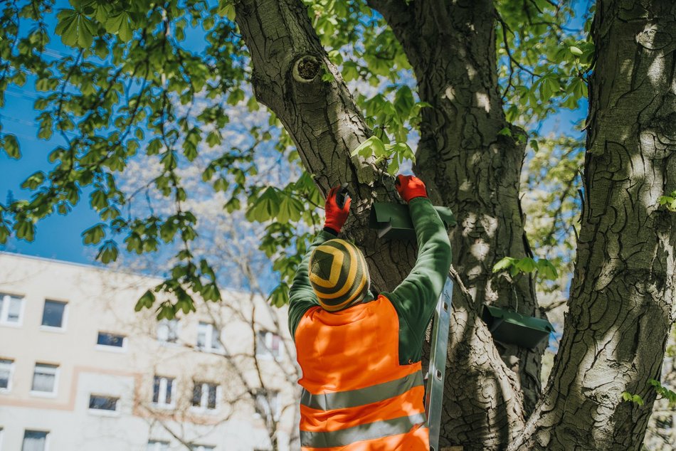 Łódź. Łódź ratuje kasztanowce. Aż 1000 pułapek na szrotówka na ulicach miasta