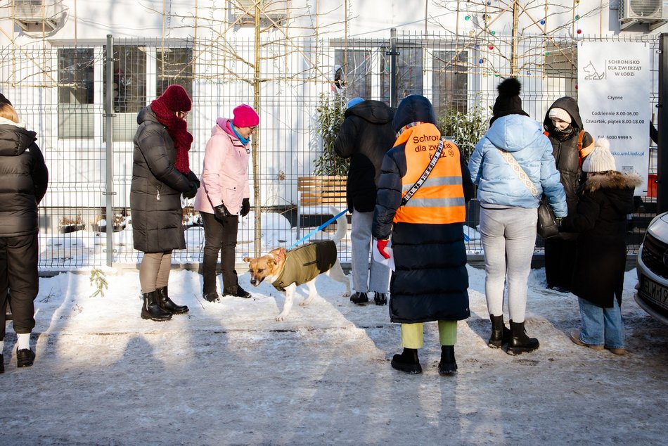 Łódź. Psy ze schroniska w Łodzi na spacerze
