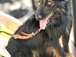 Łódź. Światowy Dzień Zwierząt na Starym Rynku w Łodzi. Psy, konie, a nawet... jerze!