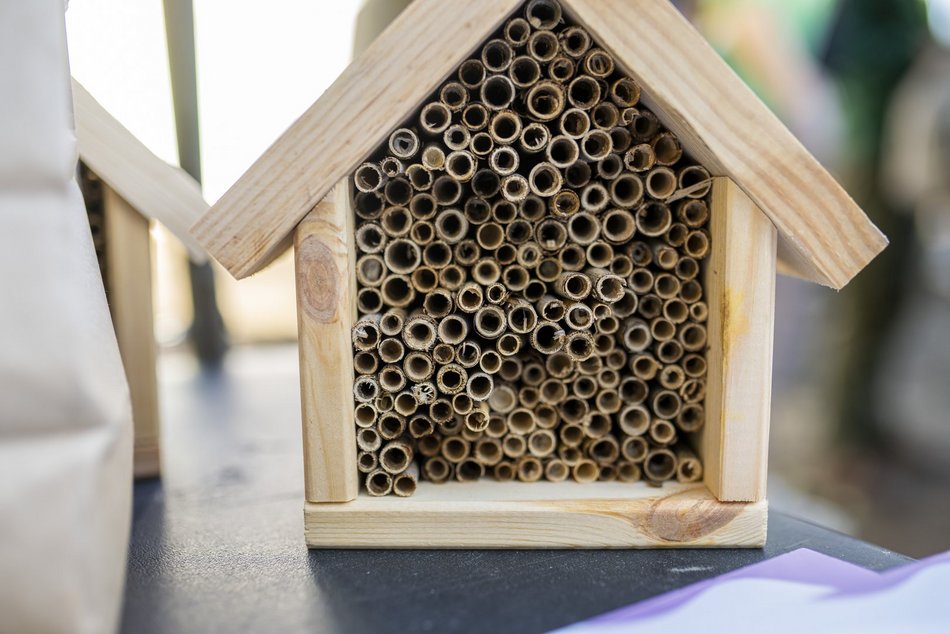 Na Polesiu powstał... mikrolas!