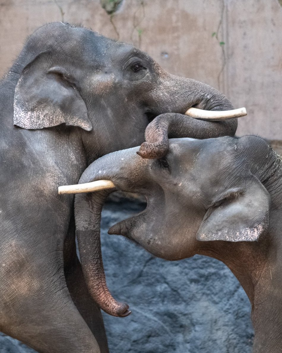 Dzień wagarowicza, Orientarium Zoo Łódź