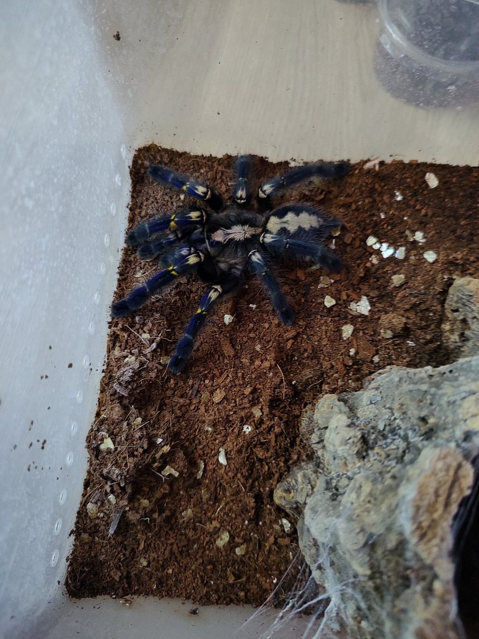 Poecilotheria metallica