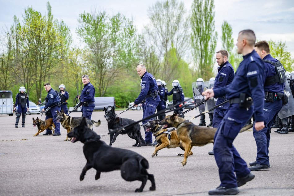Łódź. Zwierzęta Straży Miejskiej na szkoleniu