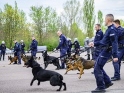 Łódź. Zwierzęta Straży Miejskiej na szkoleniu
