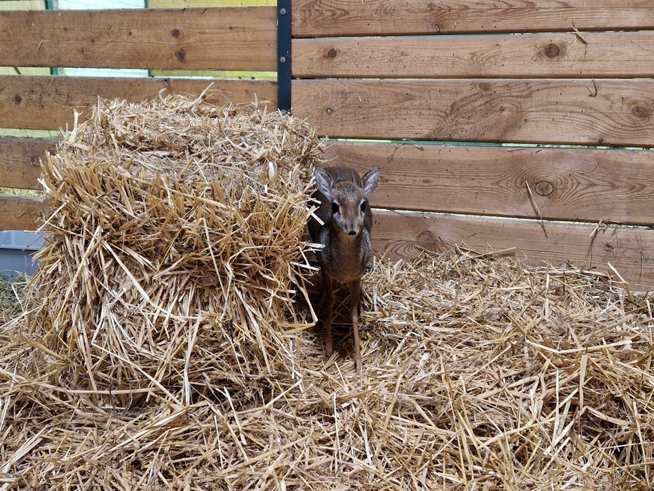 Łódź. Nowi mieszkańcy w Orientarium Zoo Łódź! Mała antylopa, cichy łowca, gość z Filipin i nocny akrobata