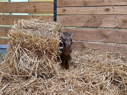 Łódź. Nowi mieszkańcy w Orientarium Zoo Łódź! Mała antylopa, cichy łowca, gość z Filipin i nocny akrobata