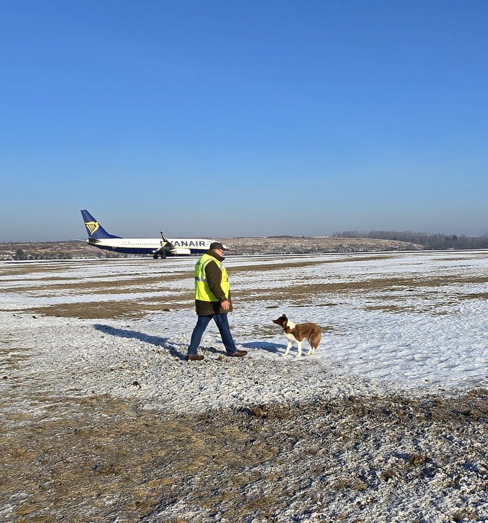Łódź. Falcia to postrach ptaków na lotnisku w Łodzi!