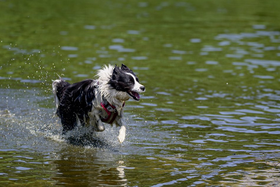 Łódź. Psiejski spacer na Uroczysku Lublinek w Łodzi. Kolejna odsłona wyjątkowej inicjatywy