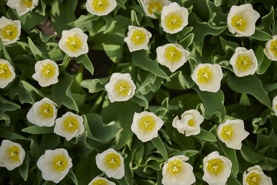 Ogród Botaniczny w Łodzi