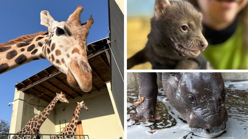 Nowe słodziaki w Orientarium Zoo Łódź. Sprawdź, co u nich słychać!