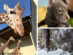 Nowe słodziaki w Orientarium Zoo Łódź. Sprawdź, co u nich słychać!