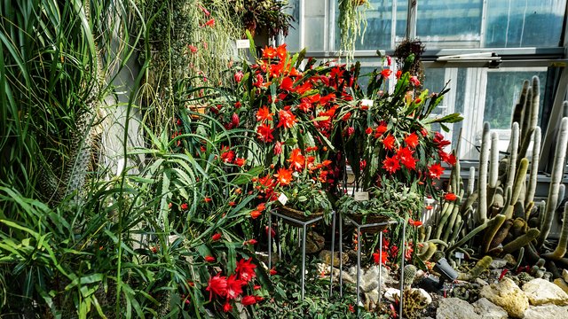 Jak dbać o żywopłot i kaktusy? Ogród Botaniczny w Łodzi i Palmiarnia zapraszają w weekendowe warsztaty