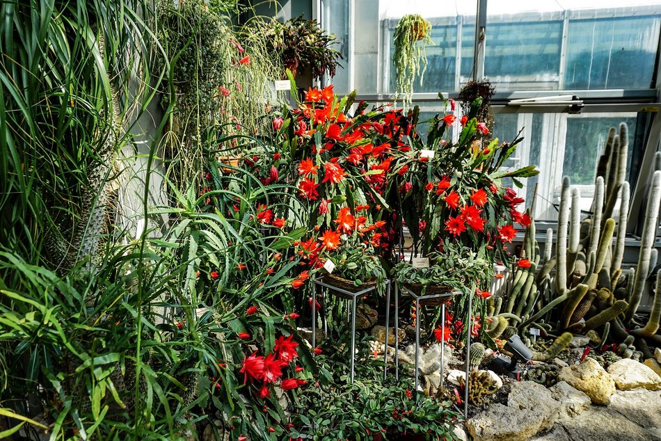 Jak dbać o żywopłot i kaktusy